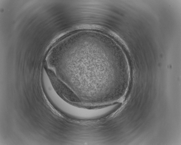 X0000083651033200702261111