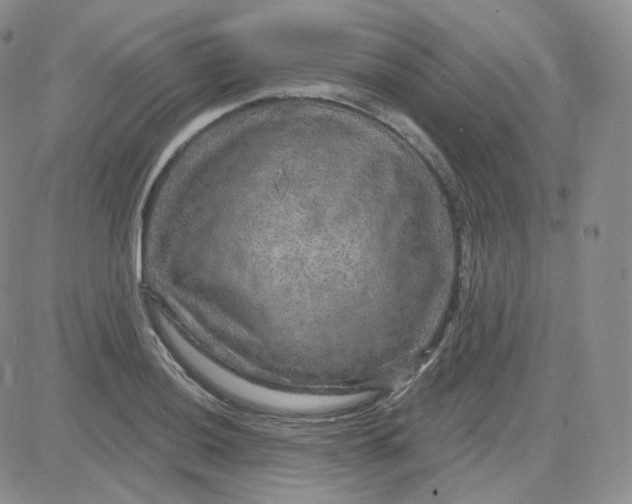 X0000083651036200702261111