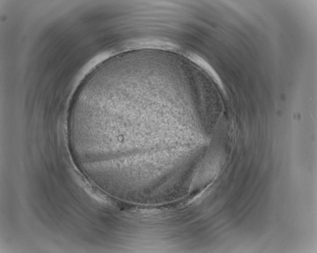 X0000083651043200702261111