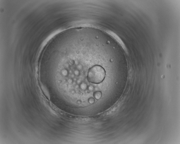 X0000083651051200702261111