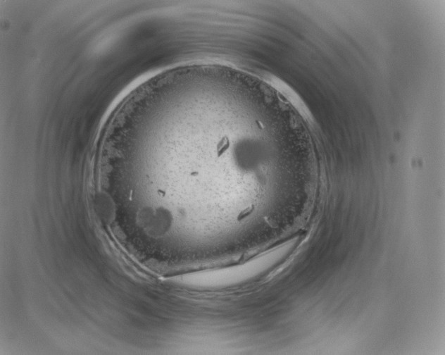 X0000083651052200702261111