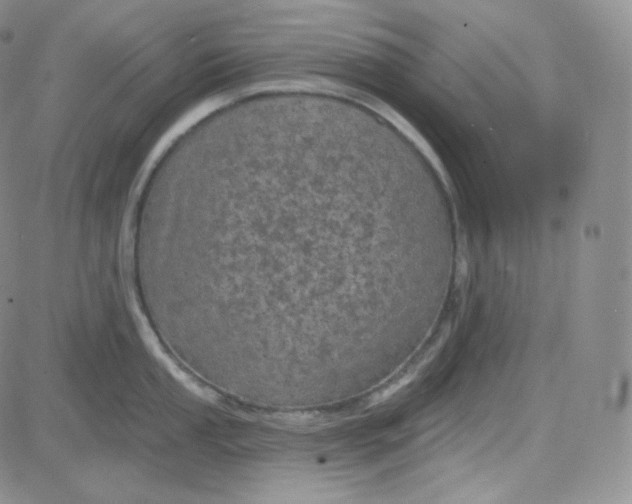 X0000083651053200702261111