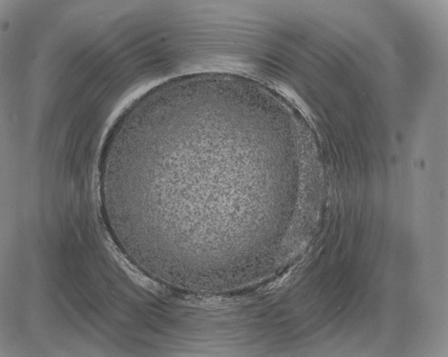 X0000083651072200702261110