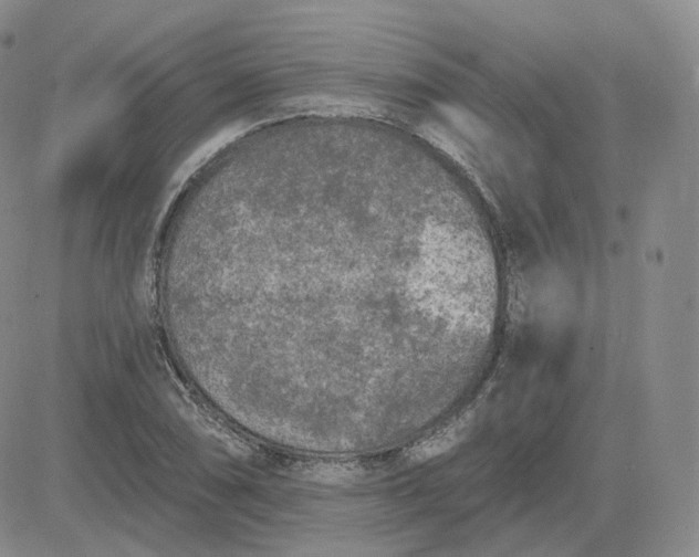 X0000083651074200702261110