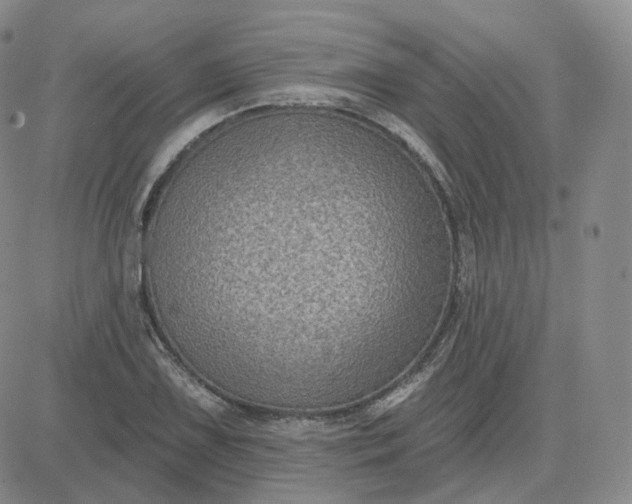 X0000083651075200702261110