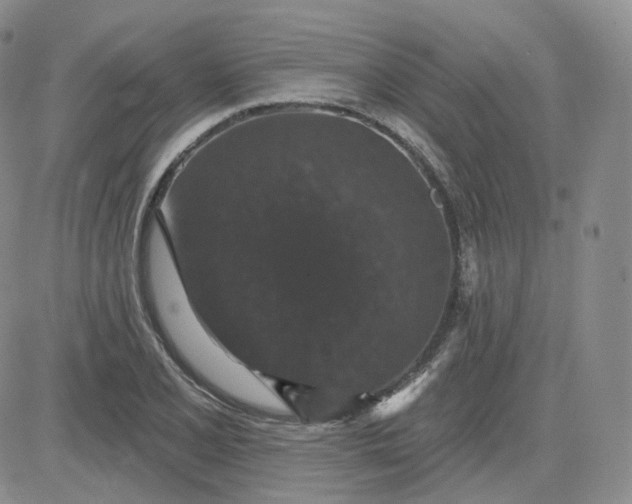 X0000083651077200702261110