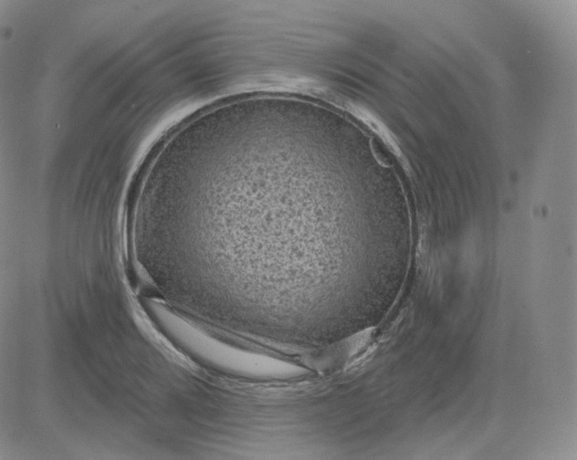 X0000083651080200702261110