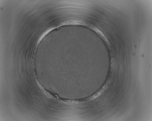 X0000083651081200702261110