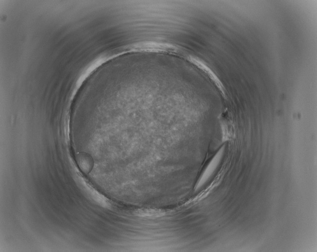 X0000083651083200702261110