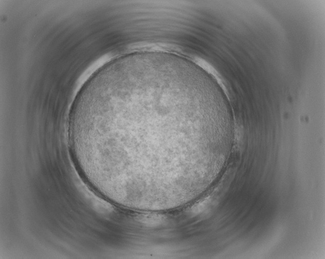 X0000083651090200702261110