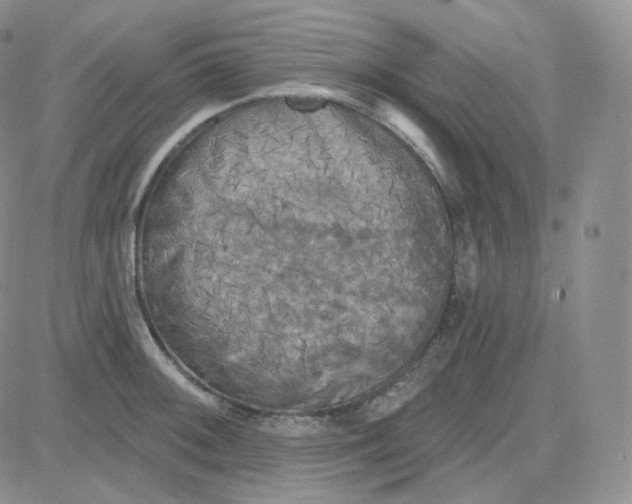 X0000083651092200702261110