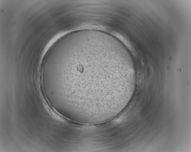 X0000083651094200702261110