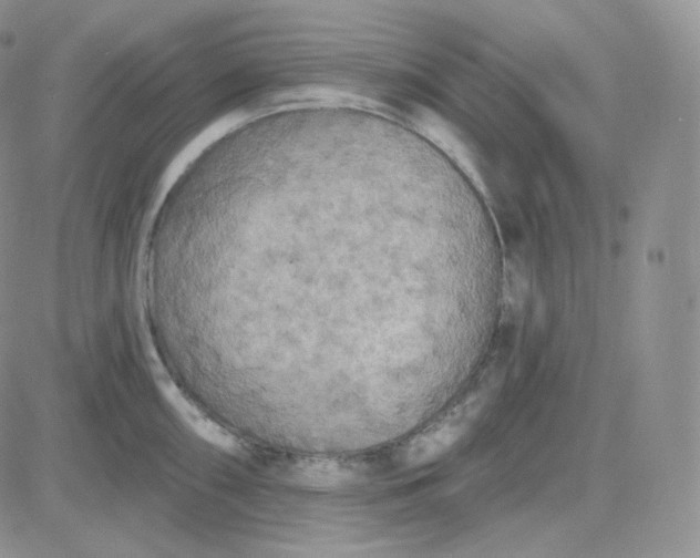 X0000083651098200702261110