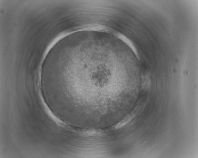 X0000083651099200702261110