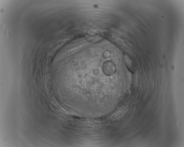 X0000083651105200702261109