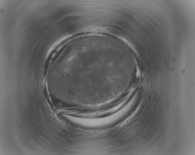 X0000083651117200702261109