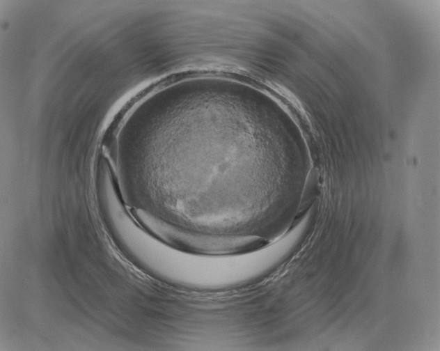 X0000083651120200702261109