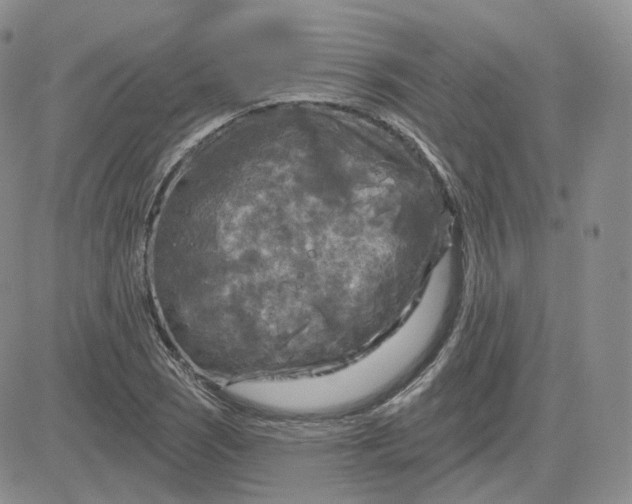 X0000083651121200702261109