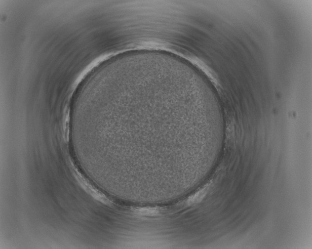 X0000083651126200702261109