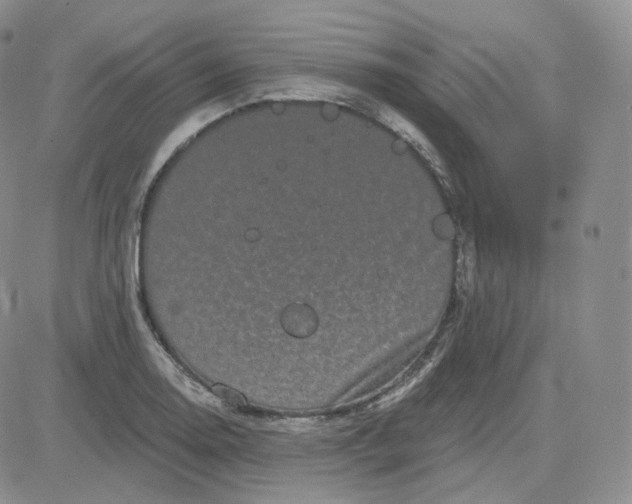 X0000083651130200702261109