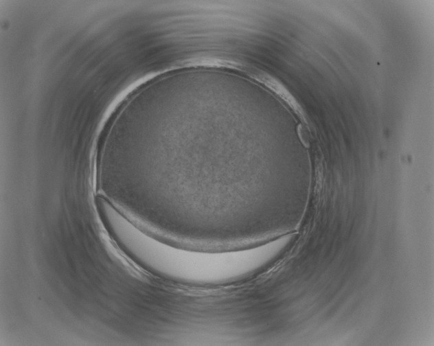 X0000083651132200702261109