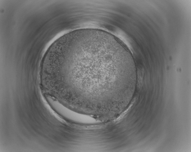 X0000083651142200702261109