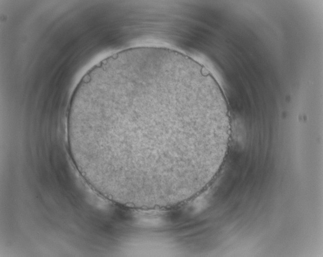 X0000083651150200702261109