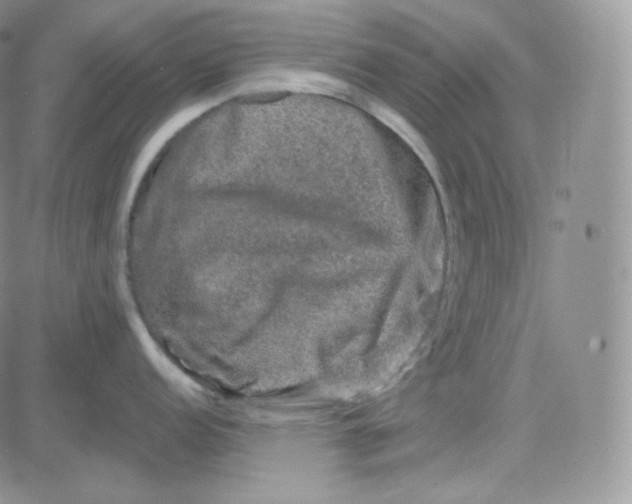 X0000083651152200702261110