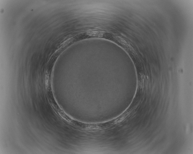 X0000083651154200702261109