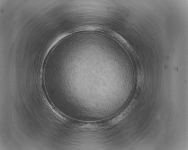 X0000083651178200702261108