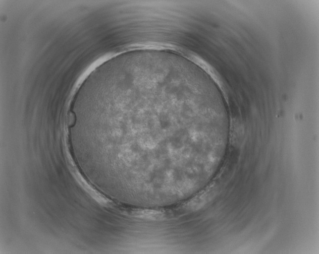 X0000083651187200702261108