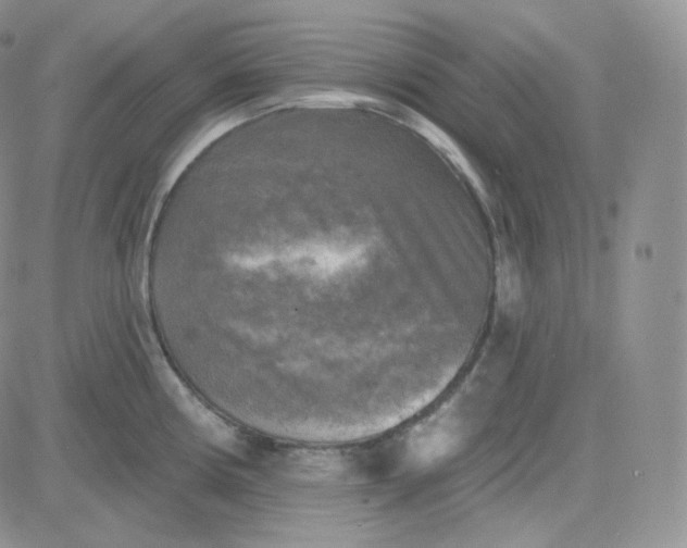 X0000083651194200702261108