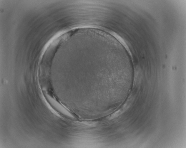 X0000083651197200702261108