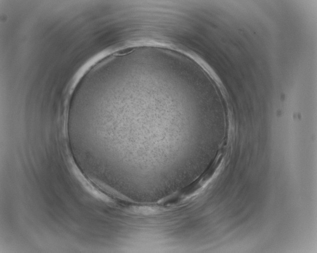 X0000083651246200702261108