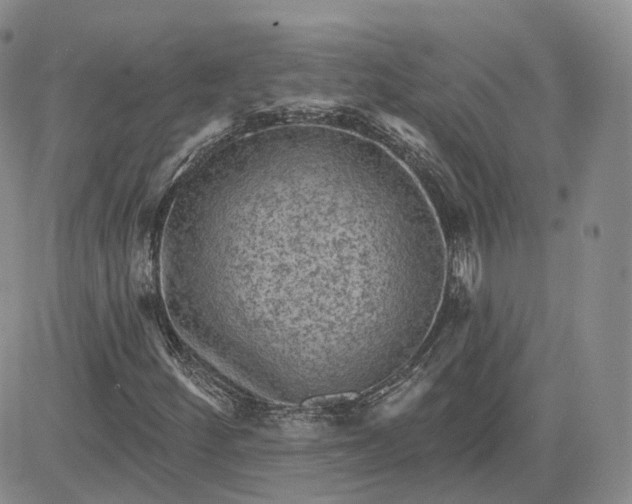 X0000083651252200702261107