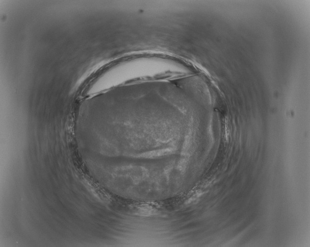 X0000083651255200702261107