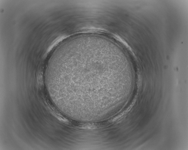 X0000083651259200702261107