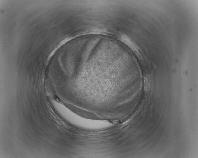 X0000083651260200702261107