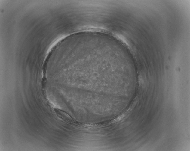 X0000083651267200702261107