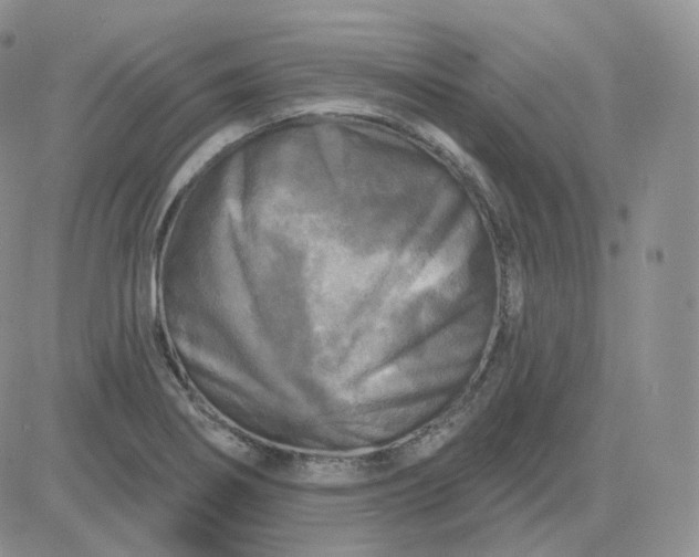 X0000083651274200702261107