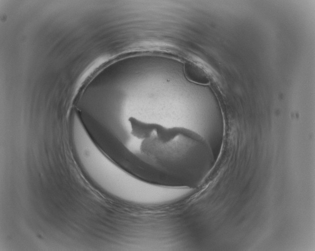 X0000083651275200702261107