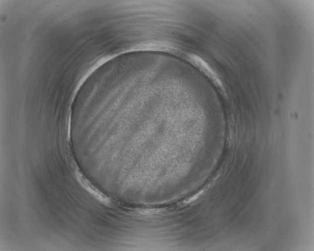 X0000083651276200702261107