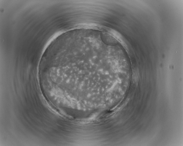 X0000083651283200702261107