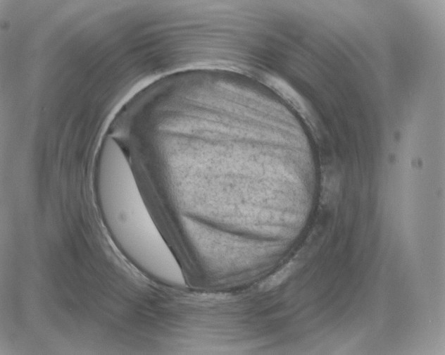 X0000083651284200702261107