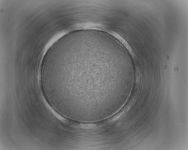 X0000083651285200702261107