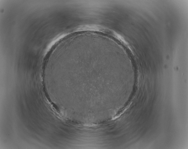 X0000083651312200702261106