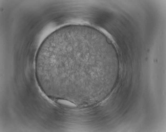 X0000083651335200702261106