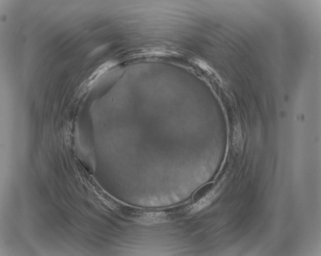 X0000083651353200702261105