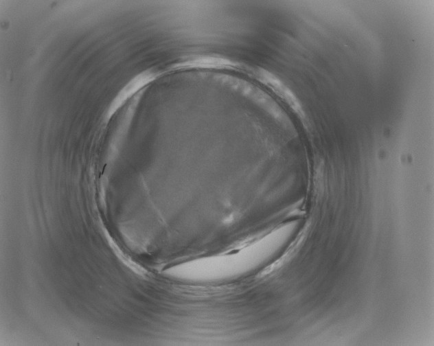 X0000083651425200702261104