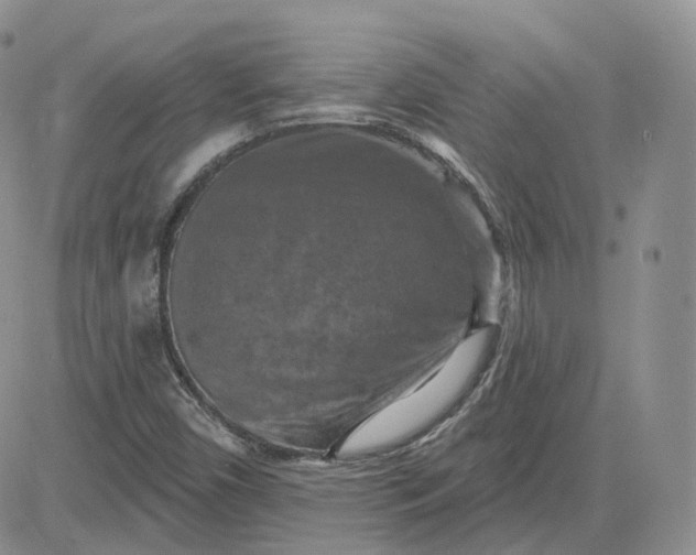 X0000083651450200702261104